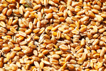 Wheat grains in the form of an agricultural background. 
