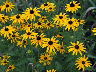 Rudbeckien in the garden