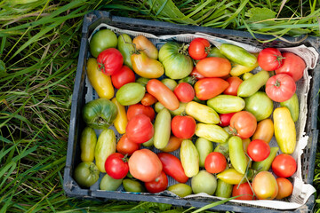 fresh vegetables on the market. tomato harvest