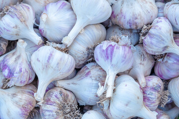 harvest of garlic. Bowl of garlic