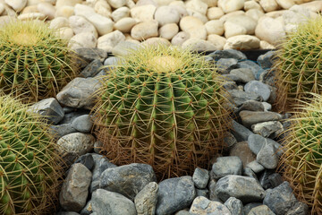 close up big cactus on the rock in garden