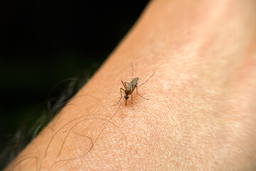Striped mosquitoes eating blood on human skin.