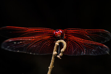 Red dragonfly on branch.