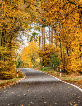 A winding road with loose fall leaves through autumn trees in germany rhineland palantino