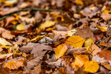 brown acorns on autumn leaves fall season background close up