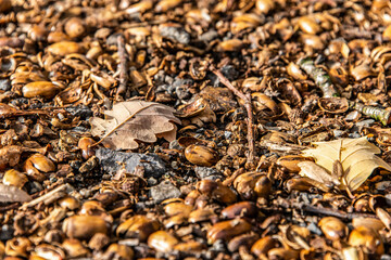 brown acorns on autumn leaves fall season background close up