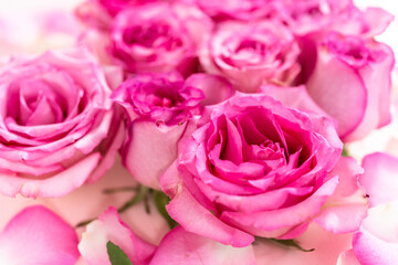 Pink roses