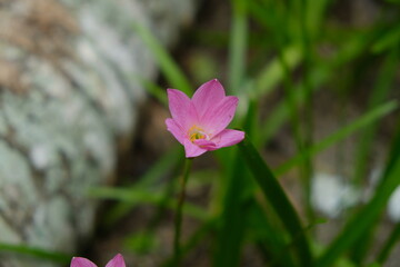 Rain Lily (also called Zephyranthes or Fairy Lily) comes from the tendency of this plant to flower after this plant gets enough rainfall.