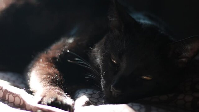Gato negro con sueño tumbado sobre una cama mirando a la cámara