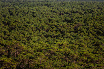 Les Landes forest seen from the Dune of Pilat, at Arcachon, Aquitaine, France.