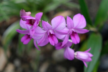 Fototapeta premium Beautiful pink orchid flowers closeup. dendrobium orchid. pink and white orchid isolated on green background. Orchid flower in garden.