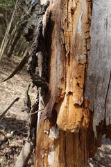 Fallen, broken, and greatly damaged trees in the deep woods.