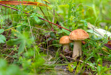 A pair of Leccinum scabrum in the forest grass close-up. Two beautiful brown cap boletus. Edible forest mushrooms. Space for text.