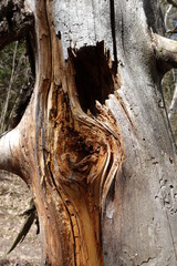 Fallen, broken, and greatly damaged trees in the deep woods.