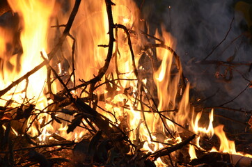 Camp Fire Burning Wood İn Forest Park 