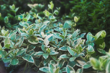 Green leaf texture. Leaf texture background.