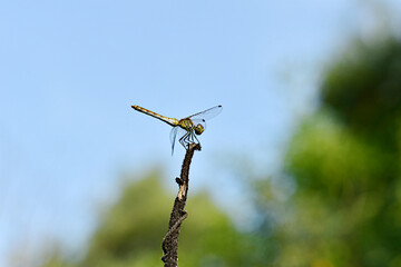 A small dragonfly rests on top of a dry branch. Side view.