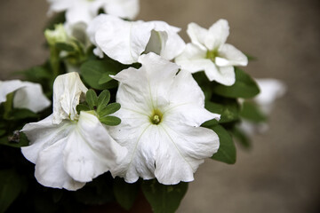 Plant white geraniums
