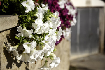Plant white geraniums