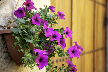Fototapeta na wymiar Bluebell flowers in a garden