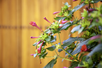 Bluebell flowers in a garden