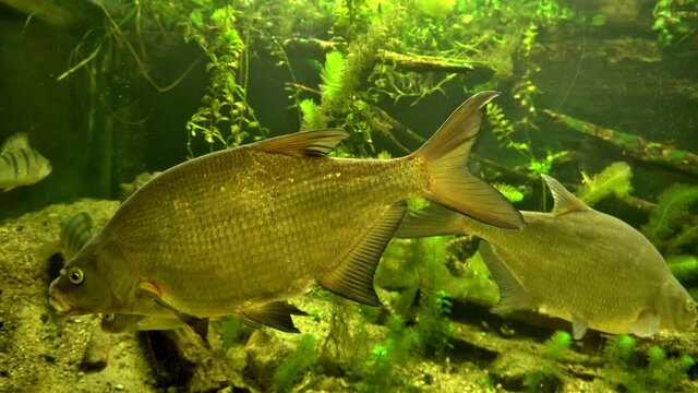 Freshwater Bream - Common bream, bronze bream, carp bream (Abramis brama), fish family of Cyprinidae