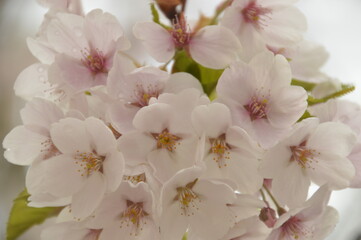 Close up macro photos of colorful wet spring flowers with raindrops on them