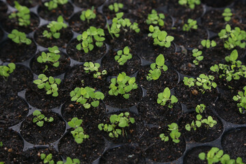 Seedlings