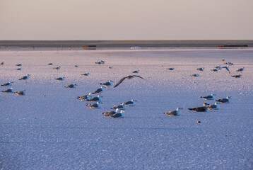 Seagull birds on sunset Genichesk pink extremely salty lake (colored by microalgae with crystalline salt depositions), Ukraine.
