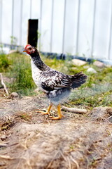 Little chick in the grass on a small homestead in Ontario, Canada. Mixed heritage chickens on a small-scale poultry farm.