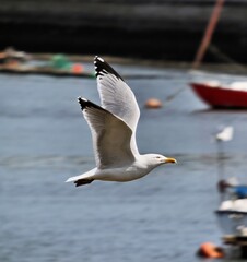 seagull on the sea