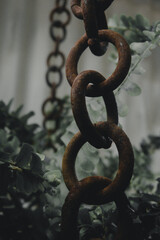Obraz premium rusty chains with plant