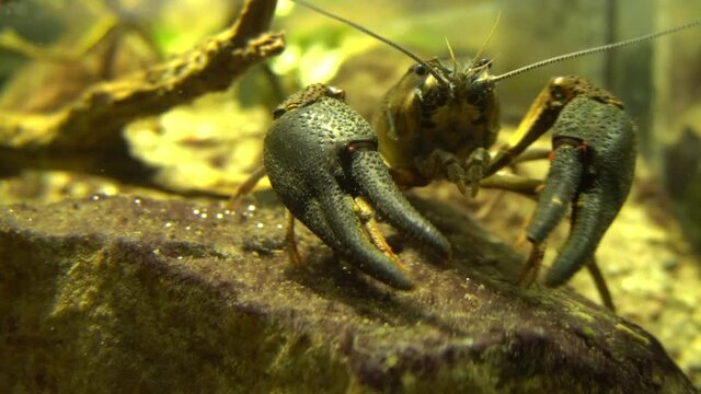 Blue Crayfish in Freshwater - Small Crustacean