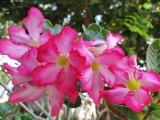 FLOR DEL DESIERTO