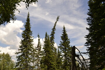 pine forest 