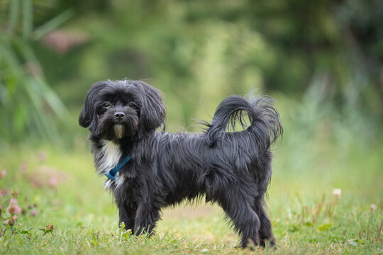  portrait of a black Bolonka zwetna dog