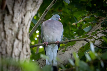  grey-blue wood pigeon sitting on a branch in a tree