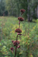 A blade of grass in the forest. Brown dry branch filled with seeds