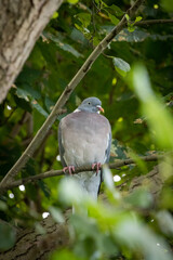  grey-blue wood pigeon sitting on a branch in a tree
