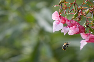  bumblebee flies from blossom to blossom from glandular bouncing herb