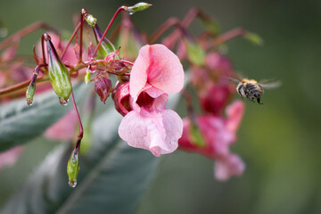  bumblebee flies from blossom to blossom from glandular bouncing herb