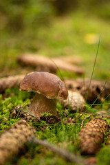 mushrooms in the forest