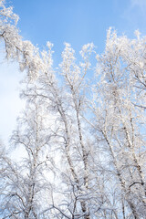 Obraz na płótnie Canvas Tree branches covered with white fluffy snow close up detail top view, winter in forest, bright blue sky background, seasonal weather card, beautiful nature from Siberia, Russia
