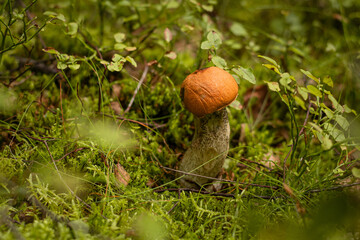 Leccinum in the wood 