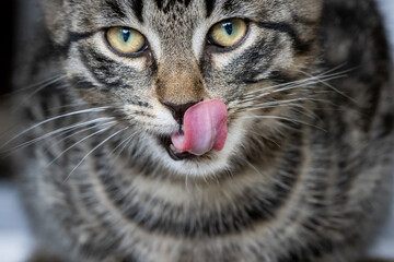 young European shorthair cat licks itself with the tongue over the mouth