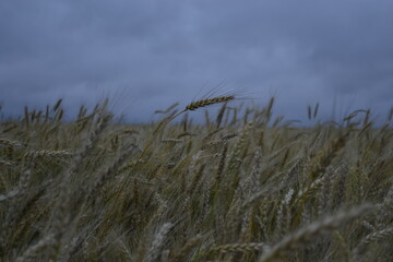 Obraz premium nature