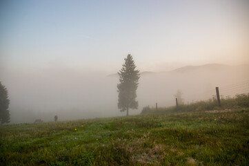 Drzewa na skraju spowitej mgłą łąki na tle  gór