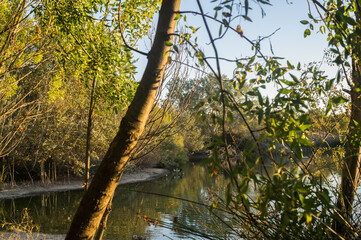 ptaki gęsi drzewa zieleń natura zwierzęta © Piotr