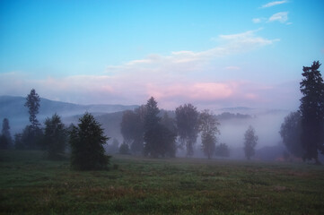 Krajobraz drzewa rosnące na polanie spowitej mgłą