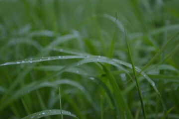 nature